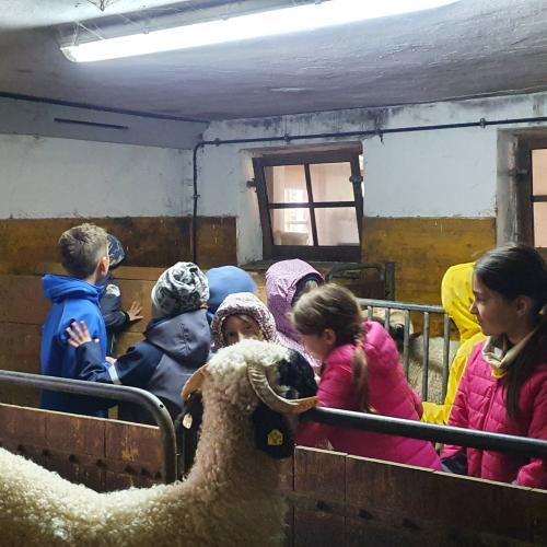 Die Walliser Schwarznasenschafe