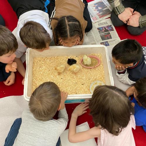 Die Kinder bestaunen die Küken