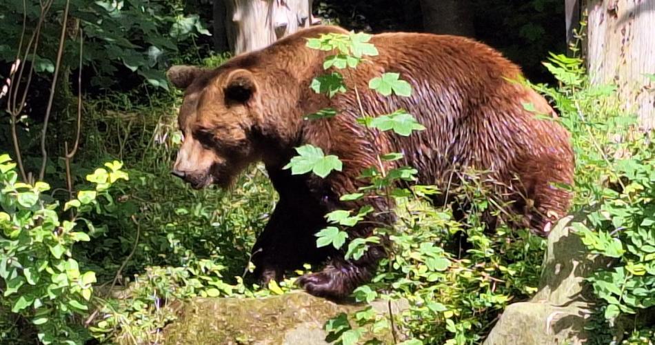 Bären im Alpenzoo