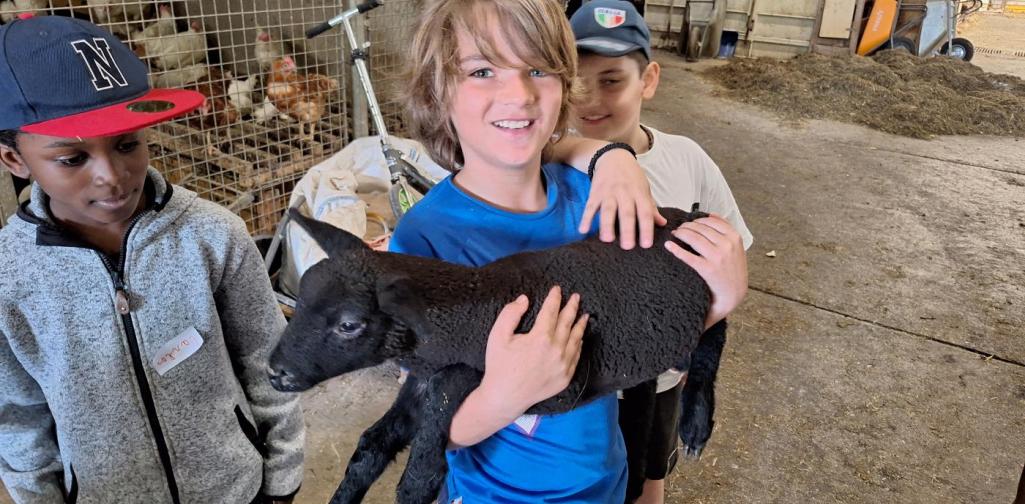 Ein Schüler darf das Schaf halten Ein Schüler darf das Schaf halten